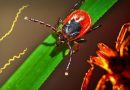 Enfermedad de Lyme: descubren una enzima que puede revolucionar los tratamientos