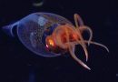Revelan primeras imágenes de un calamar colosal bebé en su hábitat natural