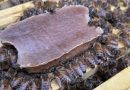 Un nuevo alimento sintético permite criar abejas sin polen