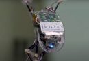 Crean un robot inspirado en uno de los roedores más ágiles