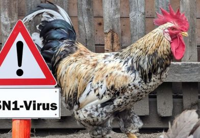 ¿Se puede contraer gripe aviar al comer huevos? Cuáles son los riesgos y qué dice la ciencia sobre esta posibilidad