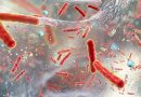 Escudo intestinal: estudio revela bacteria que puede proteger a tu cuerpo de salmonella