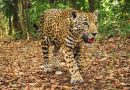 Con tecnología, buscan conservación de naturaleza mexicana