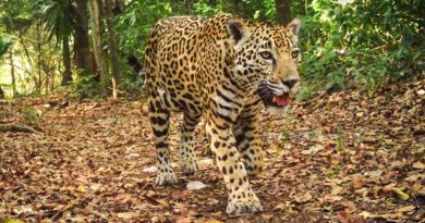 Con tecnología, buscan conservación de naturaleza mexicana