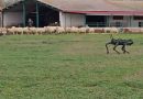 Investigadores de la ULE avanzan en el diseño de un ‘perro robot’ autónomo para el pastoreo de ganado