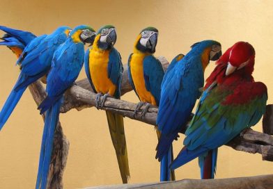 El lenguaje de los loros: descubren que los lazos sociales influyen en su canto
