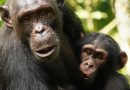 La lección de crianza de los chimpancés: sus crías no sufren trastornos del apego que sí aparecen en el ser humano