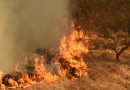 ¿Aves que provocan incendios? El impactante descubrimiento que está desconcertando a los científicos