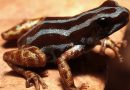 Biólogos descubren una nueva especie de rana venenosa con patas doradas oculta en la Amazonía