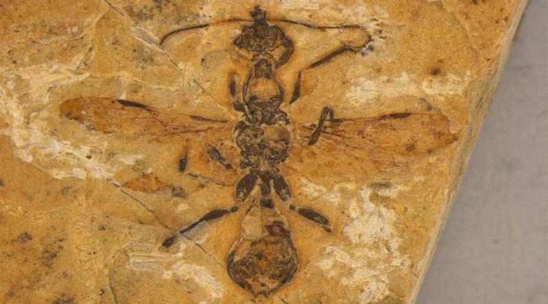 Investigadores descubren una hormiga fosilizada de hace 113 millones de años; es la más antigua hallada hasta ahora