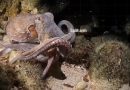 Científicos encontraron un pulpo que ha desarrollado un noveno tentáculo después de ser herido