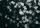 Descubren en el tanque de un laboratorio en Universidad de California crías de una medusa con 28 ojos casi desconocida hasta ahora