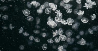 Descubren en el tanque de un laboratorio en Universidad de California crías de una medusa con 28 ojos casi desconocida hasta ahora
