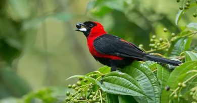 Descubren en Amazonas la especie de ave número 1,426 de Venezuela: la tángara enmascarada
