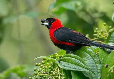 Descubren en Amazonas la especie de ave número 1,426 de Venezuela: la tángara enmascarada