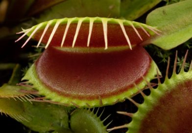 Por qué las plantas carnívoras nunca podrán devorar humanos, según la ciencia