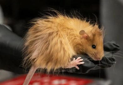 Los investigadores querían resucitar un mamut… crearon algo más
