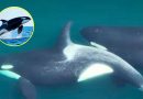 Orcas sorprenden a la ciencia: usan algas como herramientas sociales