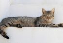Los dedos de un gato