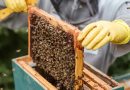 Cómo la IA puede salvar a las abejas