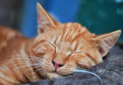 No es para estar más cómodos: científicos descubren por qué los gatos duermen para el lado izquierdo