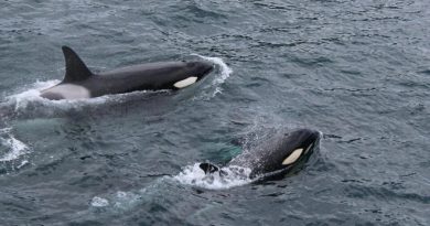 ¿Qué quieren decirnos las orcas? El enigmático gesto que desconcierta a los científicos