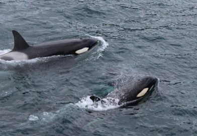 ¿Qué quieren decirnos las orcas? El enigmático gesto que desconcierta a los científicos