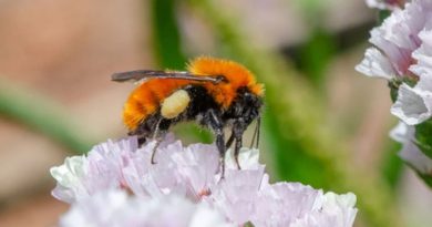 Poniendo oreja al zumbido: crean técnica sonora para salvar al abejorro patagónico
