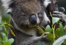 Aunque los koalas solo pasan el 1% de su tiempo en el suelo, este tiempo se relaciona con el aumento de sus muertes