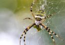Descubren dos nuevas especies de arañas tejedoras en la Amazonía ecuatoriana
