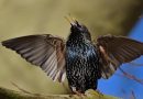 Esta es la razón por la que muchas aves cantan tan bien: tienen un cerebro preparado para la música