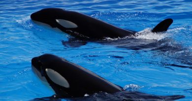 Investigadores de México descubrieron un extraño comportamiento en las orcas: comparten comida con los humanos para ‘socializar’