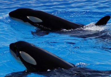 Investigadores de México descubrieron un extraño comportamiento en las orcas: comparten comida con los humanos para ‘socializar’