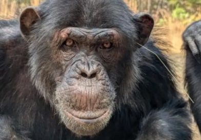 Chimpfluencers: descubren a unos chimpancés creando una tendencia viral en un santuario en África