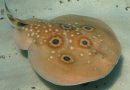 Animales eléctricos: Criaturas capaces de electrocutarnos en la naturaleza