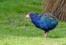 Cincuenta años en las sombras: reaparece una especie animal que se creía extinta