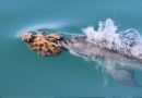 Esponjas, ingenio y legado materno: la insólita estrategia de los delfines de Shark Bay que asombra a la ciencia