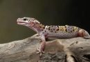 Los dedos pegajosos del gecko inspiran un mejor tratamiento contra el cáncer