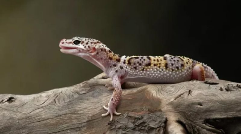 Los dedos pegajosos del gecko inspiran un mejor tratamiento contra el cáncer