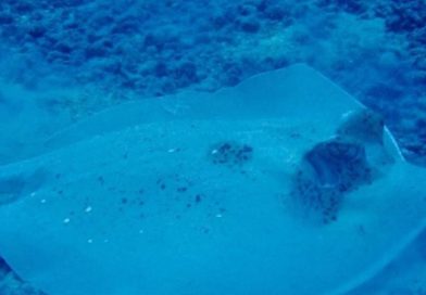 Nueva especie de raya descubierta en un mercado de pescado de Fiyi