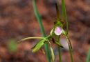 Descubren en China ejemplar de orquídea declarada extinta hace más de 100 años