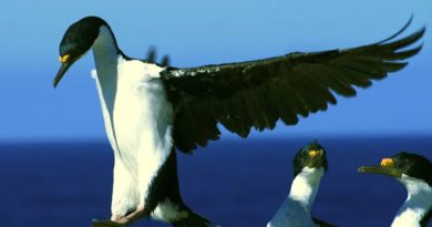 Cormorán imperial: ciencia y tecnología se unen para estudiarlo