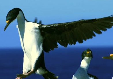 Cormorán imperial: ciencia y tecnología se unen para estudiarlo