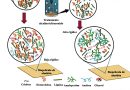 Aplicación de cáscara de pistache en plásticos biodegradables