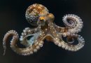 Este es el animal más cercano a la vida extraterrestre: tienen una inteligencia superior a la media y son capaces de resolver puzzles