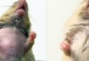 Un trasplante de médula ósea detiene la progresión de la microgliopatía en ratones y humanos