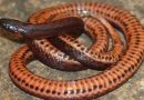 Descubren nueva especie de serpiente en los Andes venezolanos