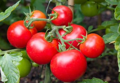 Biólogos descubren que unos tomates silvestres están evolucionando a la inversa para no dejarse comer