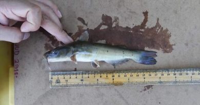Descubren nueva especie de pez en el río Nazas: un fósil viviente en peligro de extinción
