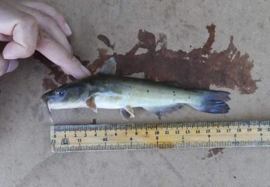 Descubren nueva especie de pez en el río Nazas: un fósil viviente en peligro de extinción